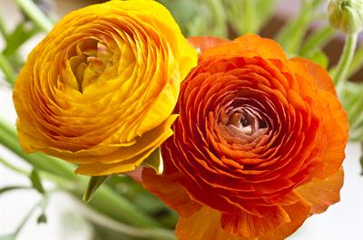 Ranunculus asiaticus